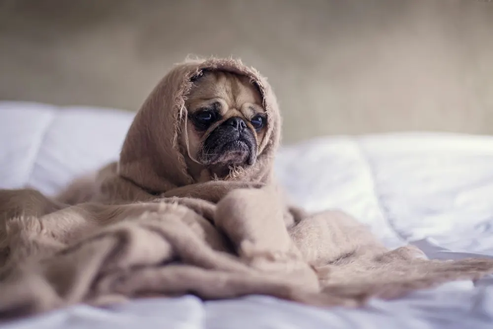 A pug wrapped in a beige blanket on a bed