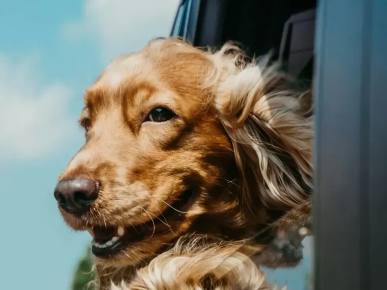 Spaniel with its head out of a car window