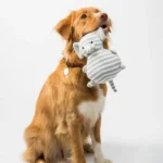 Tug and Treat Dog Toy