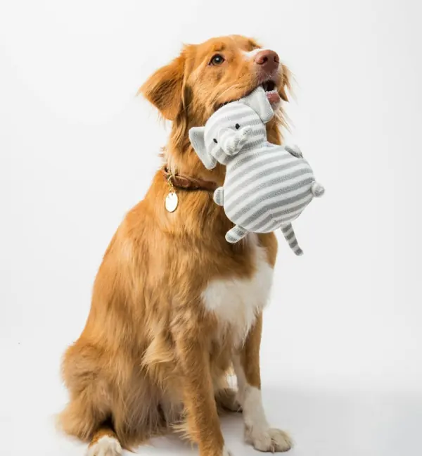 Tug and Treat Dog Toy